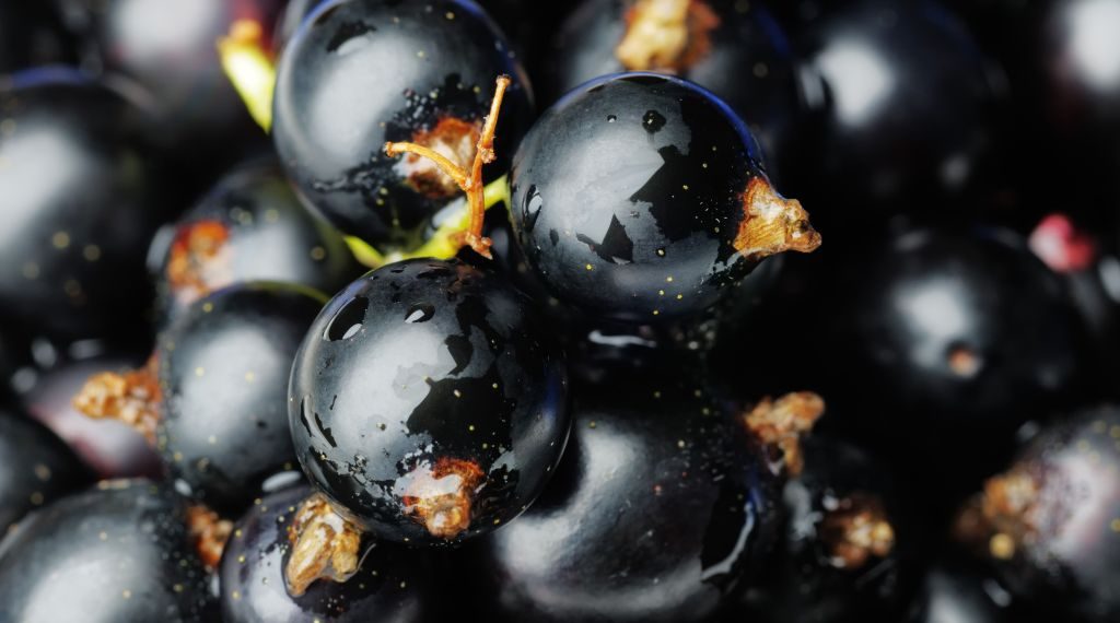 beneficiile-sucului-de-coacaze-negre