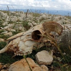 Specii de pe Terra ameninţate cu dispariţia