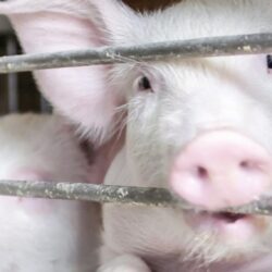 Noi cazuri de pestă porcină africană la mistreți în Caraș-Severin. 46 de focare active în județ