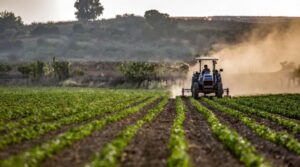 Peste 150 de milioane de lei pentru fermierii afectați de secetă
