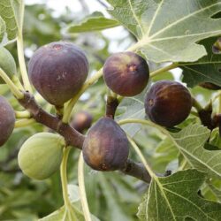 Smochinul simbolul al abundenţei şi fertilitǎţii