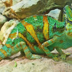 Cum îşi schimbă cameleonii culoarea pielii? [VIDEO]