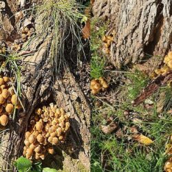 Cu ce se hrănesc de fapt ciupercile?