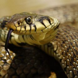 De ce nu există şerpi în Irlanda?