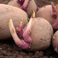 Mit sau realitate? Adevărul despre cartofii încolțiți!