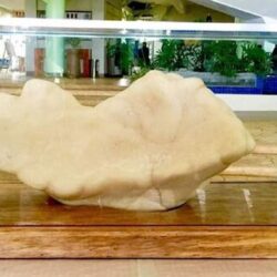 Cea mai mare perlă din lume