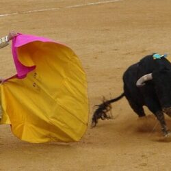 O noua delicatesă a Spaniei. Taurii folosiţi în coride!