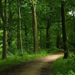 Pădurile sărbătorite pe 21 martie
