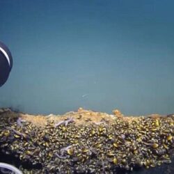 Lacul de sub ocean. Fiinţele care înoată aici mor imediat! [VIDEO]