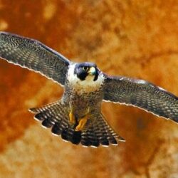 Care este cea mai rapidă vieţuitoare din lume?