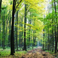 APIA primește Cereri de plată aferente anului 2024 pentru schema de ajutor de stat „Servicii de silvomediu, servicii climatice și conservarea pădurilor”