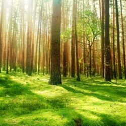 Romsilva va reîmpăduri peste 340 hectare fond forestier afectate de calamități cu fonduri din Planul Național de Redresare și Reziliență