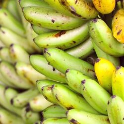 Bananele… pe cale de dispariţie?