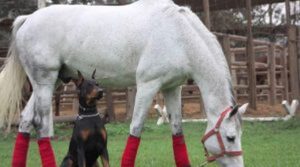 Prietenia dintre un câine și calul stăpânului său nu cunoaște limite [VIDEO]