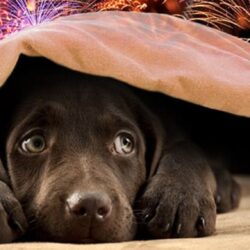 Artificiile strălucitoare de la miezul nopții sunt atracția principală în seara de Revelion. Din păcate, majoritatea animalelor, în special cățeii, nu o privesc la fel! Medicii veterinari oferă câteva sfaturi proprietarilor de căței și pisici pentru a știi cum să îi pregătească pentru spectacolul din noaptea de Anul Nou