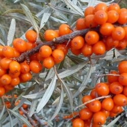 De ce să consumi cătină?