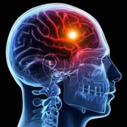 10 alimente care menţin creierul tânăr