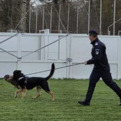 Câinele de serviciu THOR a primit nota 10 la una dintre cele mai complexe forme de pregătire pentru câinii de serviciu ai Ministerului Afacerilor Interne- Centrul Chinologic Sibiu!