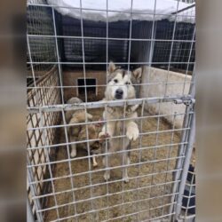 O șansă la căldură și siguranță pentru câinii din Adăpostul Reșița- Adopția poate schimba o viață!