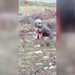 Reținută după ce și-a ucis câinele