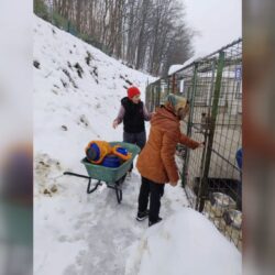 Dovadă de grijă și empatie față de animalele fără stăpân