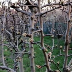 Sprijin financiar de urgență pentru pomicultorii afectați de înghețul târziu din primăvara lui 2025