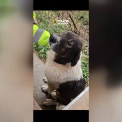 [VIDEO] Cățelușă abandonată, salvată în ultimul moment la Reșița! Stăpânul, amendat cu 12.000 de lei