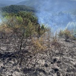 Două incendii de vegetație de amploare în Sichevița și Berzasca