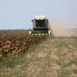 Fermierii din Caraș-Severin au obținut producții foarte bune la grâu, orz și rapiță