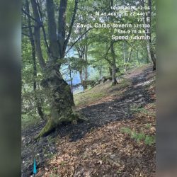 Incendii de vegetație și fond forestier în mai multe zone din Caraș-Severin