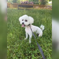 Ziua Internațională a Câinelui – o zi dedicată prietenilor necuvântători