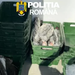 300 de kilograme de pește au fost descoperite de polițiști