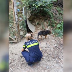 Câine de 15 ani, preluat de polițiști după ce a fost găsit în condiții necorespunzătoare