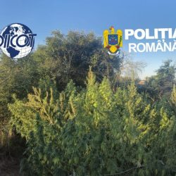 Percheziții în Caraș-Severin într-un dosar de trafic de droguri. Cultură de canabis descoperită la Berzovia