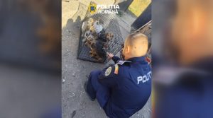 11 câini, salvați de polițiștii pentru protecția animalelor