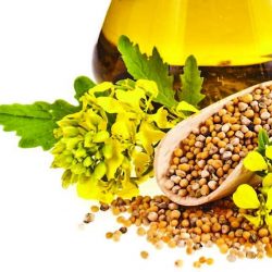 Călătoriile celui mai iubit condiment, muştarul