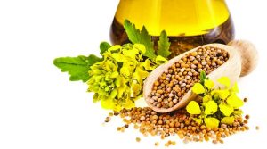 Călătoriile celui mai iubit condiment, muştarul