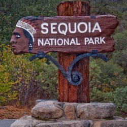 Care sunt cei mai mari copaci din lume?