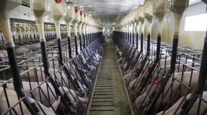 Cele mai periculoase alimente din lume! Majoritatea sunt interzise! (VI) - Carnea de porc cu ractopamină