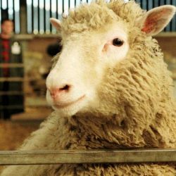 Clonele, sursa de hrana a viitorului?