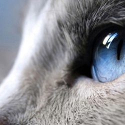 De ce au pisicile pupilele verticale?