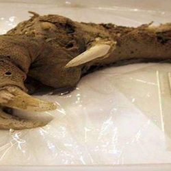 Descoperiri pe care nimeni nu le poate explica - Păsările Moa