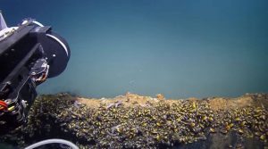 Lacul de sub ocean. Fiintele care inoata aici mor imediat! [VIDEO]