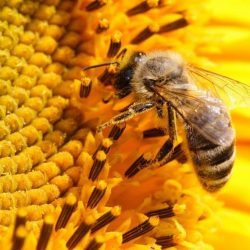 Legatura dintre automobile, albine si foamete