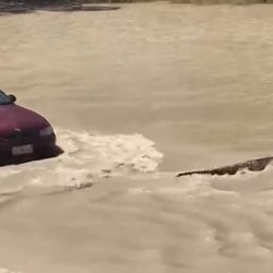 Numai în Australia se poate întâmpla. Un șofer a claxonat un crocodil care i-a tăiat calea! [VIDEO]
