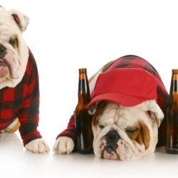 Remediul polonez pentru mahmureala