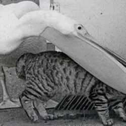 10 ANIMALE DRĂGĂLAŞE dar ŞOCANT de PERICULOASE