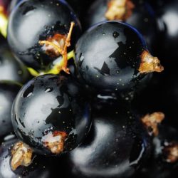 Beneficiile sucului de coacăze negre